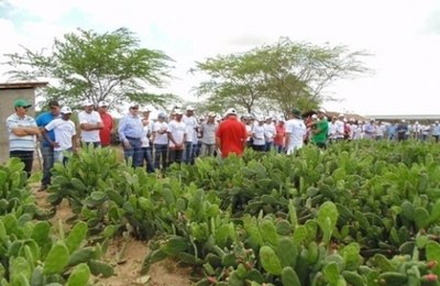 Especialistas debatem benefícios da cultura da palma nesta quarta-feira