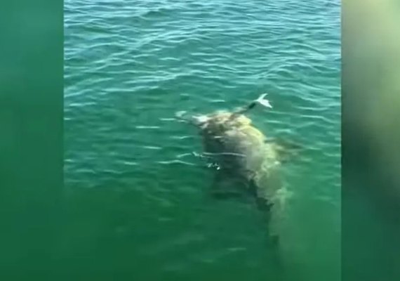 'Tubarão terminator': pescador luta contra o animal, mas acaba perdendo pedaço da perna em rio na Índia; vídeo