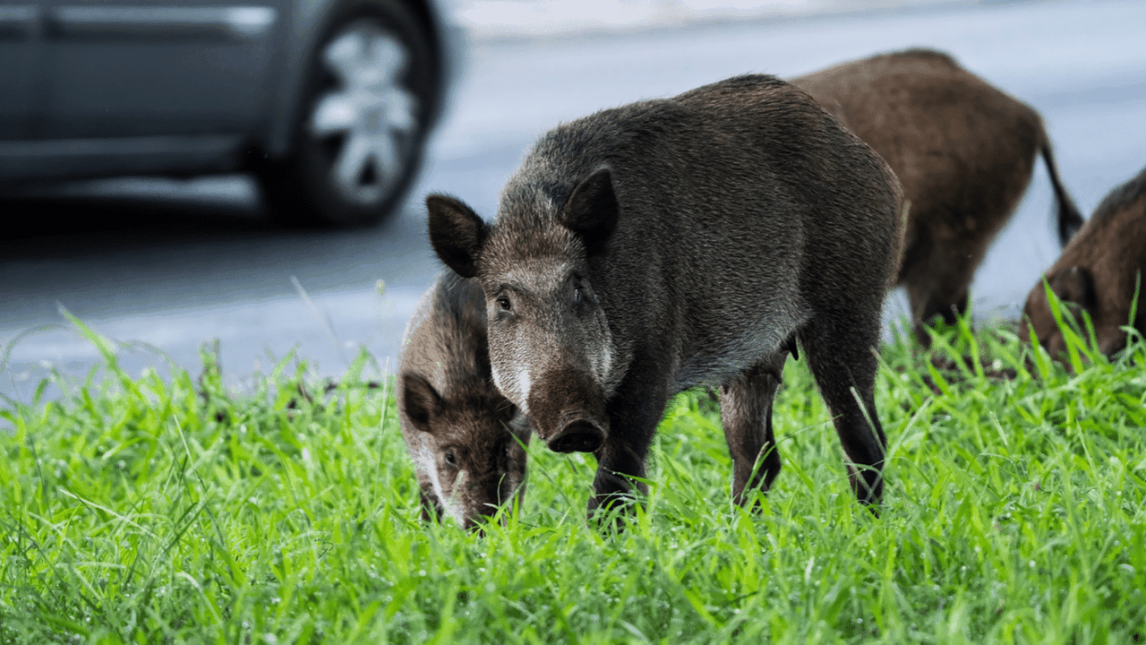 Encontrou um animal silvestre? Veja 6 cuidados importantes para evitar riscos