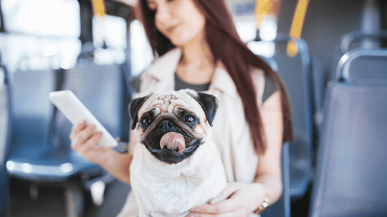 Cachorro pode andar de ônibus? Veja as cidades brasileiras em que isso é possível