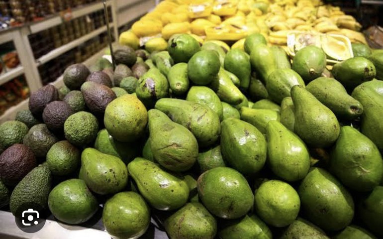 O que o apetite americano por abacate tem a ver com a devastação de florestas no México