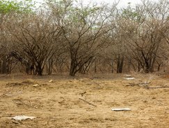  Quase metade da vegetação original do bioma já desapareceu nas últimas décadas