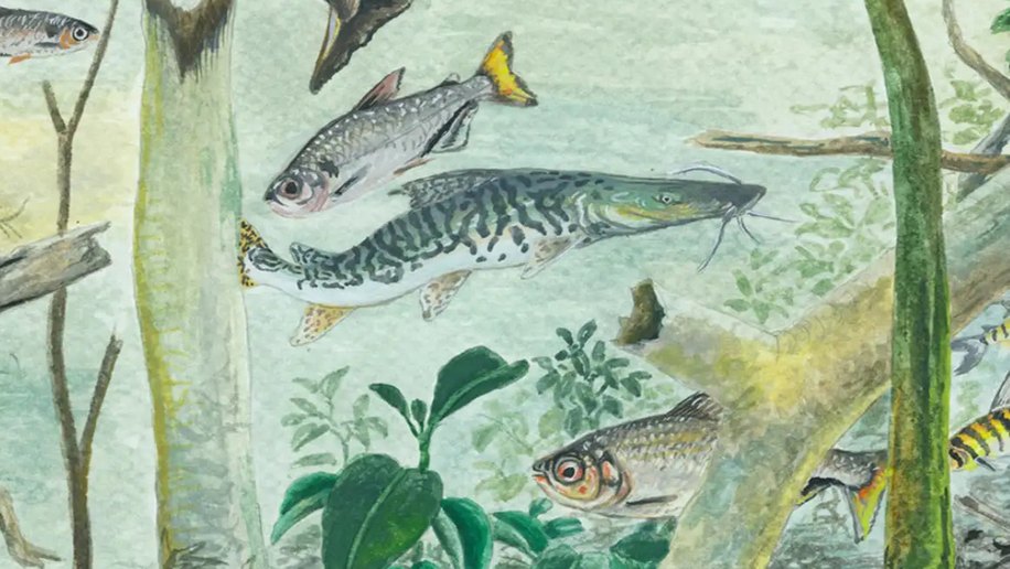 Amazônia tem mais de 2,7 mil espécies de peixes, aponta estudo