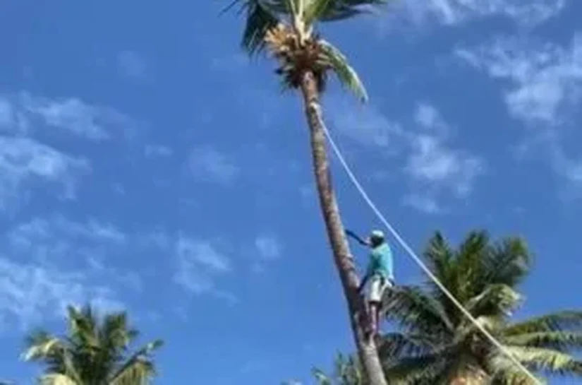 Prefeitura de Piaçabuçu remove coqueiros que ofereciam risco a residências