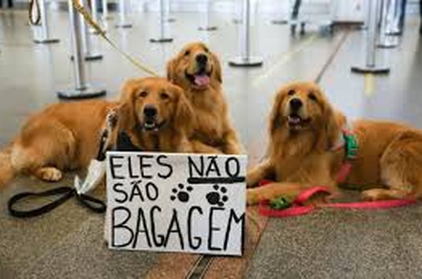 Comissão do governo vai definir regras para transporte aéreo de pets