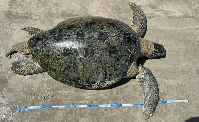 Tartaruga-verde foi retirada do mar por um homem que passava de lancha