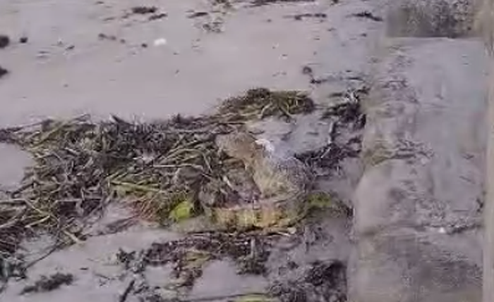 Jacaré aparece na praia de Ponta Verde