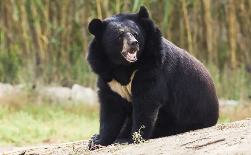 Um urso rebelde busca sua liberdade na Colômbia 