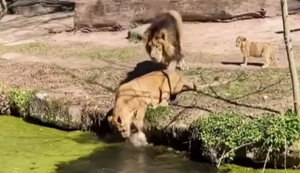  Ao ver que um filhote estava prestes a se afogar, ela tentou salvá-lo o puxando pelos dentes.  / Foto: Reprodução 