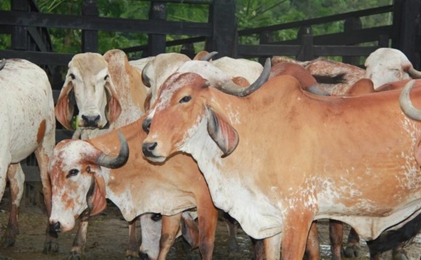 Melhoramento genético do rebanho é destaque na Expogenética