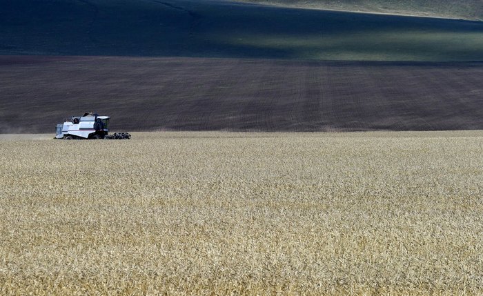 Quênia demonstra ser mercado promissor para o trigo russo, diz órgão regulador agrícola