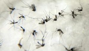 zika 