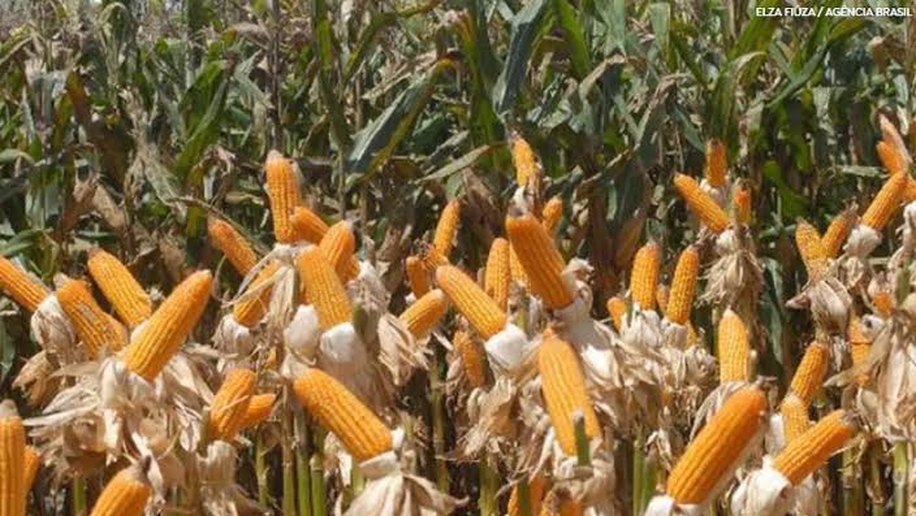 Conab compra mais de 190 mil toneladas de milho para estoques de venda em balcão