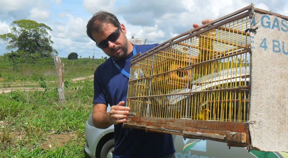 aves soltas