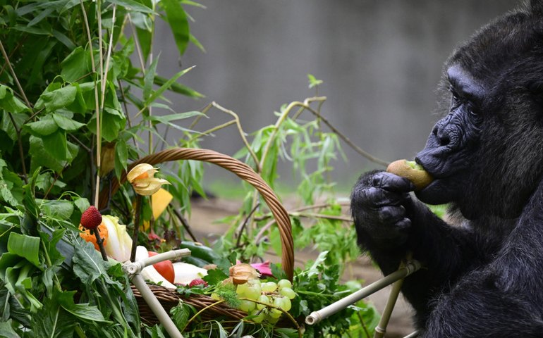 Zoológico de Berlim comemora o 67º aniversário de Fatou, gorila mais velha do mundo