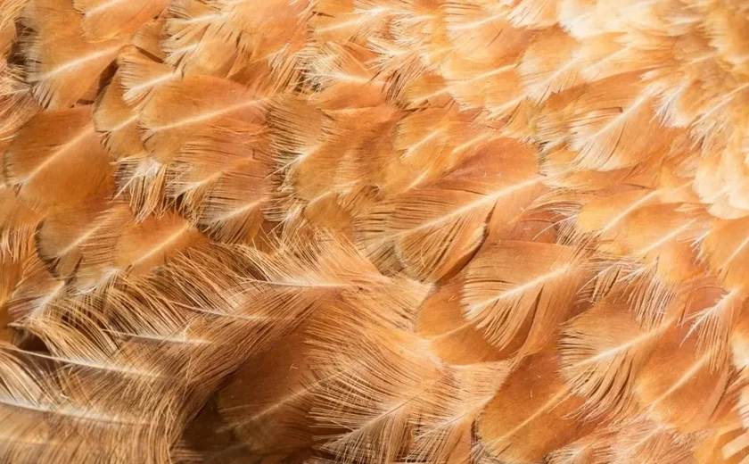 Coreia do Sul abre mercado para penas de aves do Brasil; Vietnã libera pet food