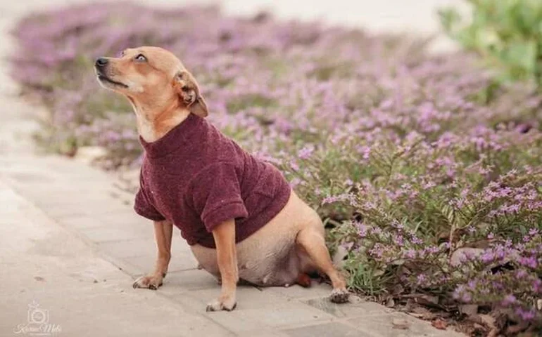 Ensaio fotográfico de cadelinha gestante conquista internautas