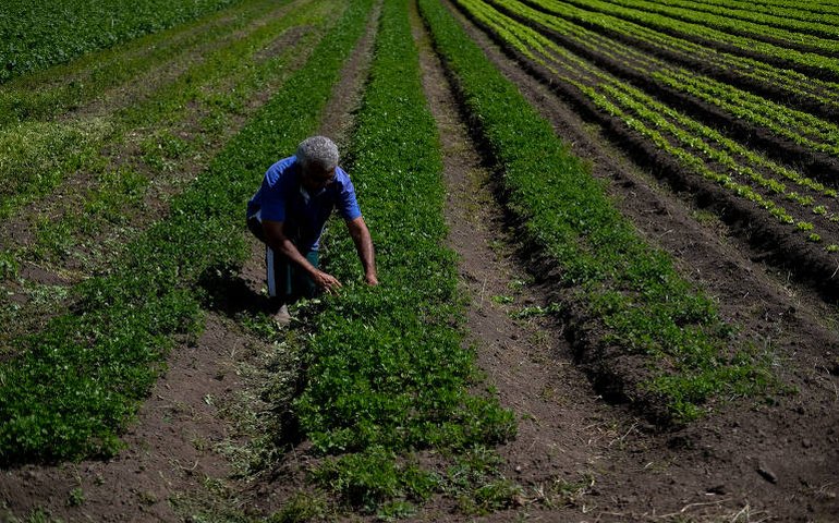BNDES aprovou R$ 29,7 bi no Plano Safra 2024/25 em mais de 125 mil operações