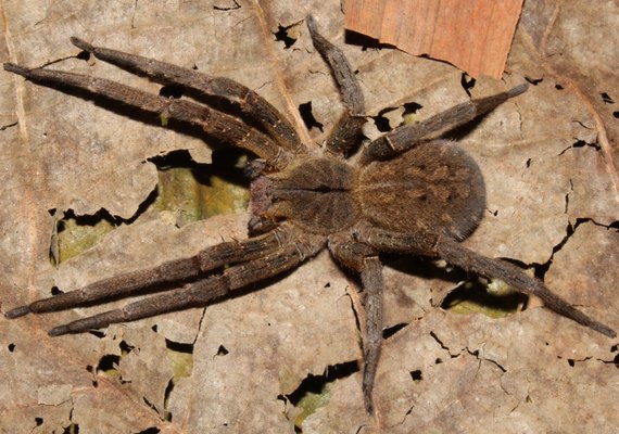 Aranhas ocupam terceiro lugar no número de acidentes com animais peçonhentos
