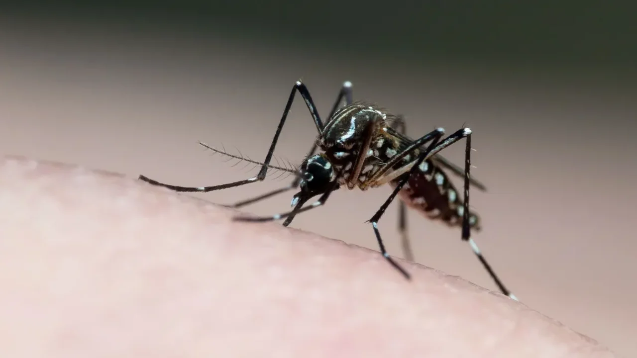 Sete estados e o DF têm tendência de queda nos casos de dengue