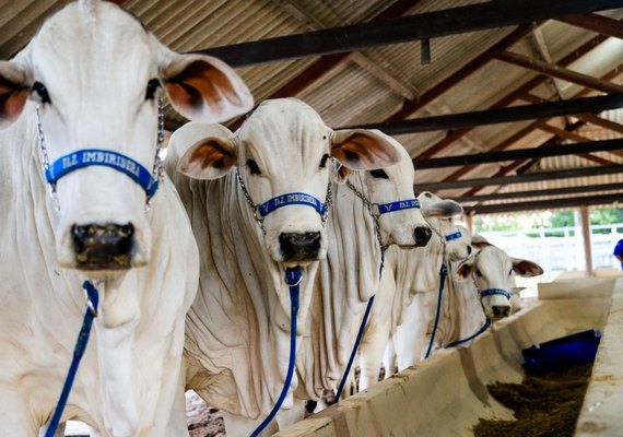 Crédito e regularização de dívidas serão 'atrações' na Expoagro 2022