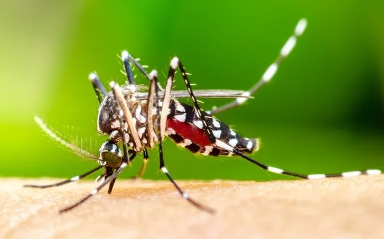 Confirmada a 5ª morte por dengue em Alagoas este ano, segundo o Ministério da Saúde