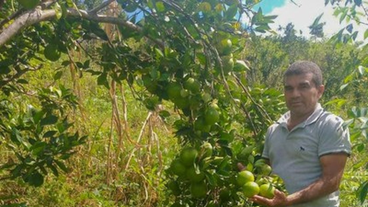 Próxima safra de laranja lima deve concluir colheita de 256 milhões de frutos