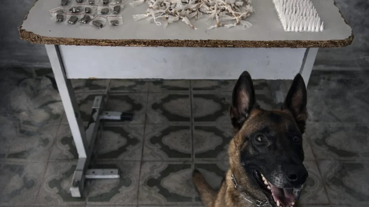 Cão farejador encontra grande quantidade de drogas no bairro Manoel Teles, em Arapiraca