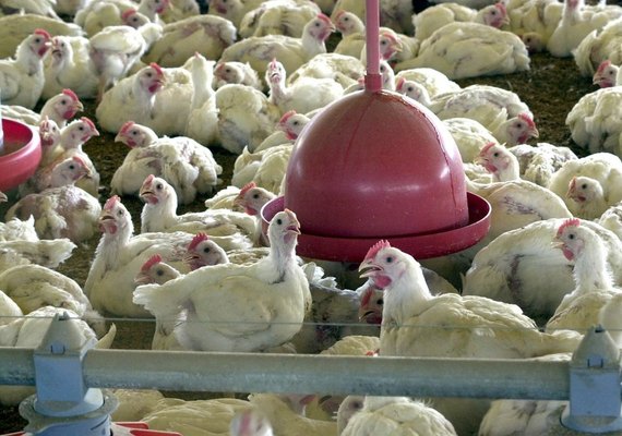 Suspeita de gripe aviária investigada em granja comercial no RS é descartada