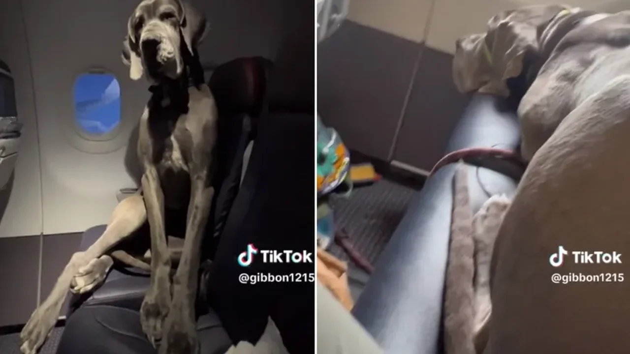 Dogue alemão chama atenção ao viajar para o México
