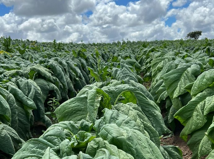 Defesa Agropecuária inicia trabalho de campo para manutenção de área livre do mofo azul do tabaco