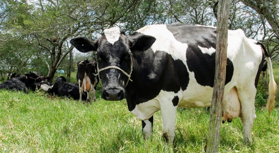 vaca