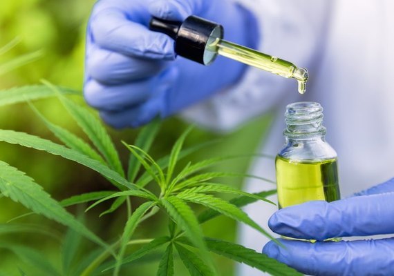 Assembleia autoriza medicamentos à base de cannabis em Alagoas