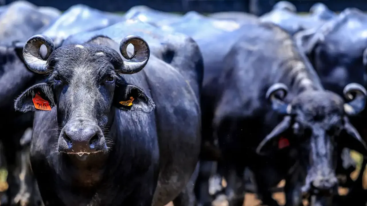 Um búfalo incomoda muita gente, 5 mil búfalos incomodam muito mais