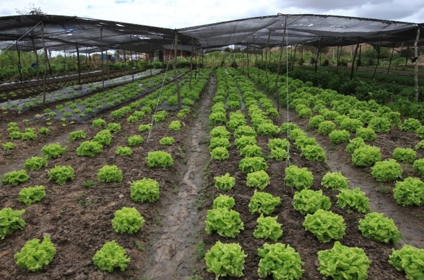 Emater apoia cooperativas e associações para acessar linhas de crédito do Estado