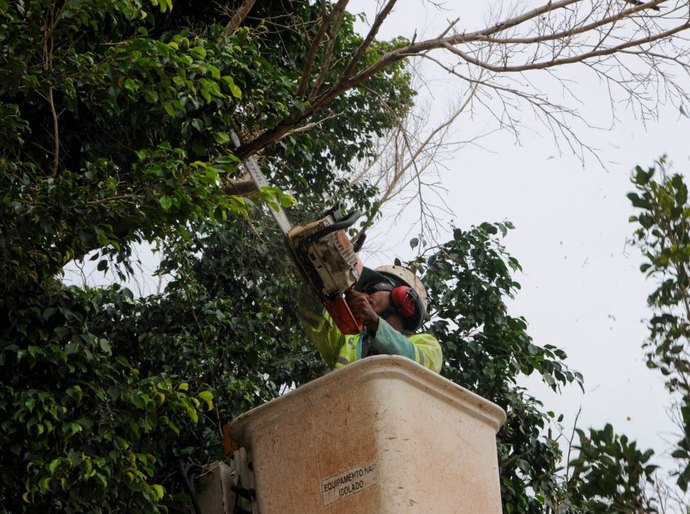 Semds leva poda, jardinagem e arborização à parte alta de Maceió