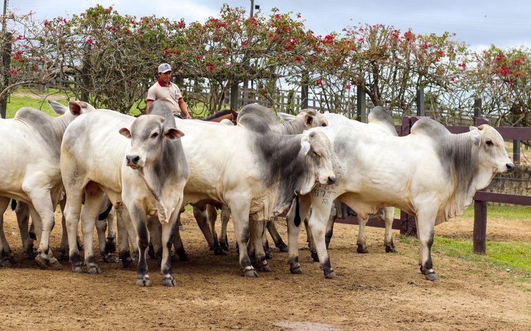 21º Leilão Nelore Barros Correia é o abre-alas da 72ª Expoagro Alagoas