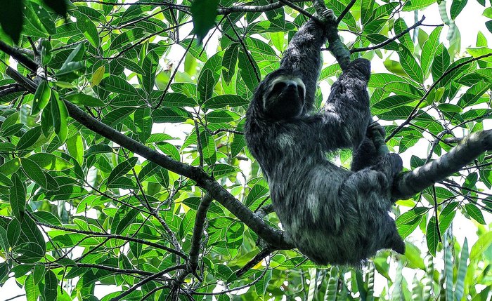Mata Atlântica foi o bioma com maior número de espécies avaliadas Mata Atlântica foi o bioma com maior número de espécies avaliadas