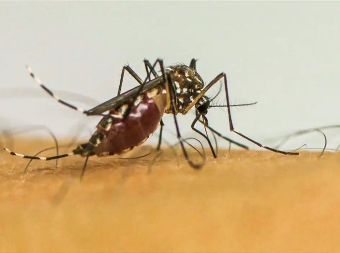 Brasil ultrapassa 1 milhão de casos prováveis de dengue em 2025