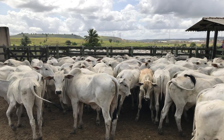 Primeira etapa da Vacinação contra aftosa atinge cobertura de 97%