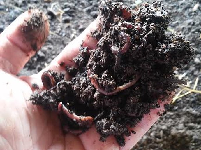 Viçosa: Curso de capacitação em vermicompostagem