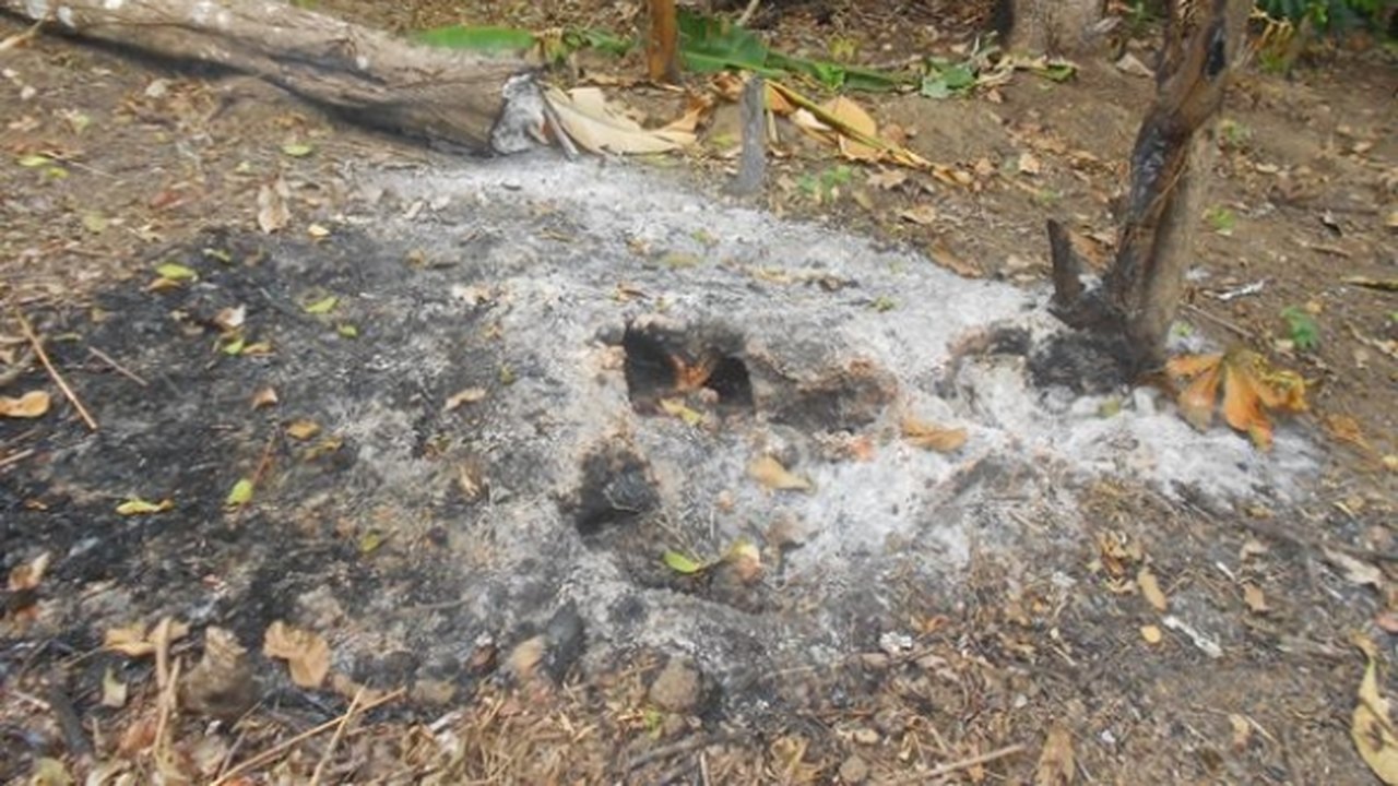 Mesmo com proibição, queimadas em floresta no MT são flagradas pelo Greenpeace