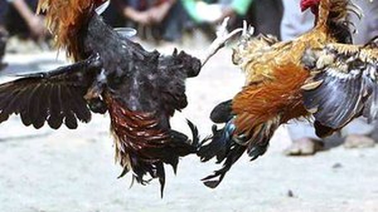 Galos e frangos de briga são apreendidos durante operação em Arapiraca