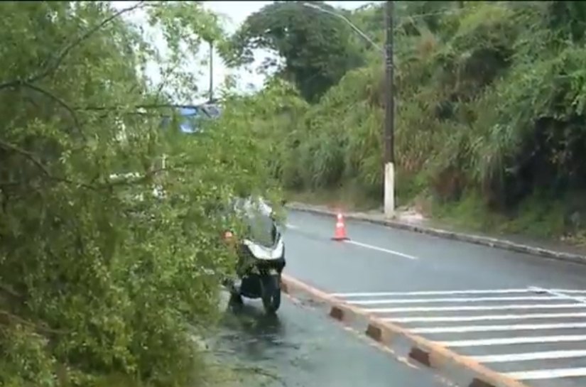 Árvore cai na Avenida Leste-Oeste e deixa trânsito lento em Maceió