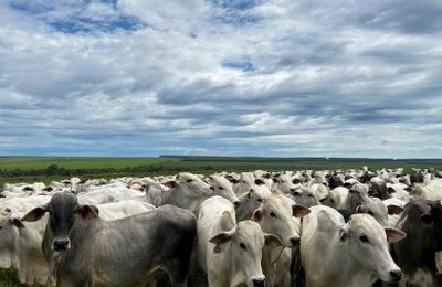 Cuidar bem da saúde é lucro na pecuária e o controle de parasitas é chave para a produtividade