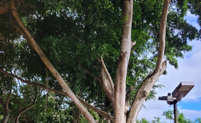 Área Verde em Arapiraca Área Verde em Arapiraca