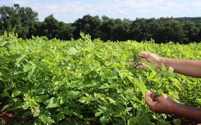 Medida provisória que liberava crédito extra para agricultura familiar perde validade