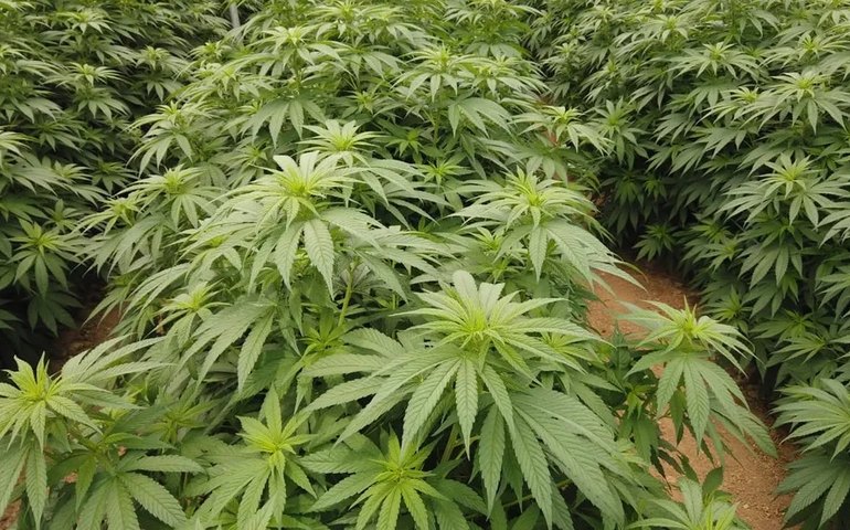 Facas em presídio e plantação de maconha: quem é Dada, chefe do tráfico baiano solto após decisão de desembargador