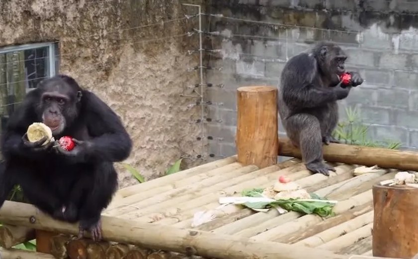 Policiais e militares matam dois chimpanzés que fugiram de zoológico na Colômbia; vídeos