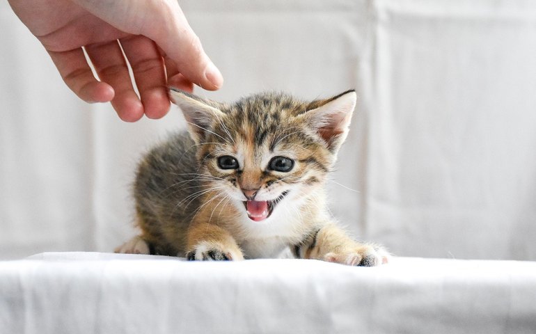 Estudo aponta que gatos são mais comunicativos com homens do que com mulheres